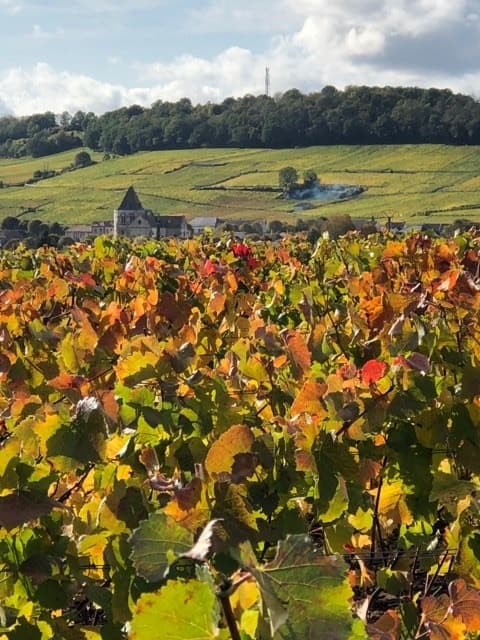 Vertus, vue depuis les vignes à l'automne